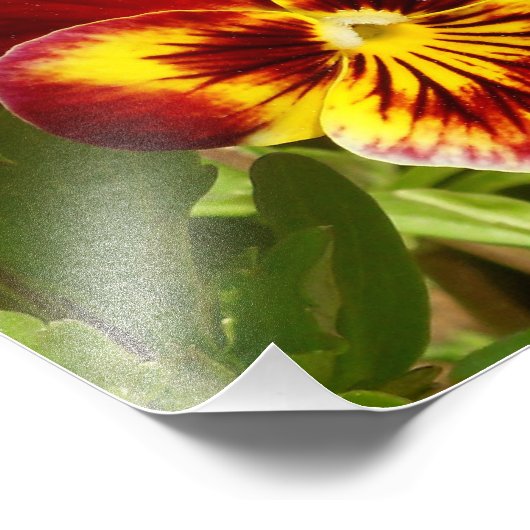 Fiery Pansy Fotodruck (Ecke)