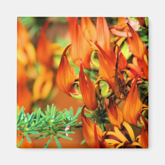 Fiery Red Orange Blooms auf diesem Crocosmia Garde Magnet (Vorne)