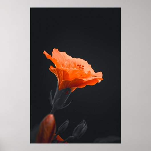🧡 Fiery Sunset Hibiscus 🌅 Poster (Vorne)