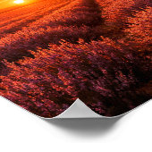 Fiery Sunset Lavender Fields Poster - Warm Orange (Ecke)