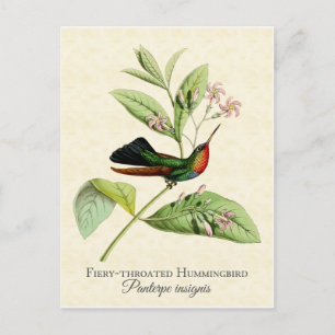Fiery Throated Hummingbird Art Postcard Postkarte