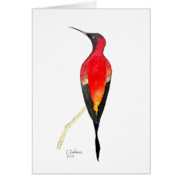 Fiery Topaz Hummingbird