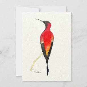Fiery Topaz Hummingbird