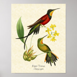 Fiery Topaz Hummingbird Art Print Poster