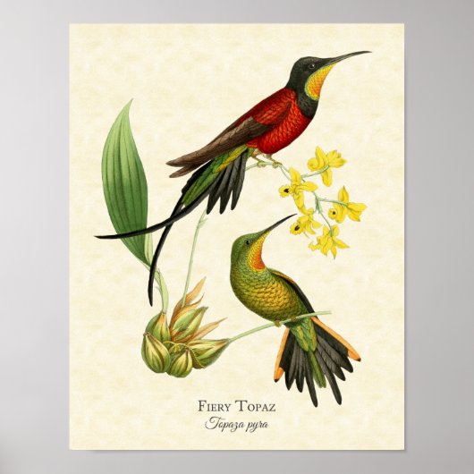 Fiery Topaz Hummingbird Art Print Poster (Vorne)