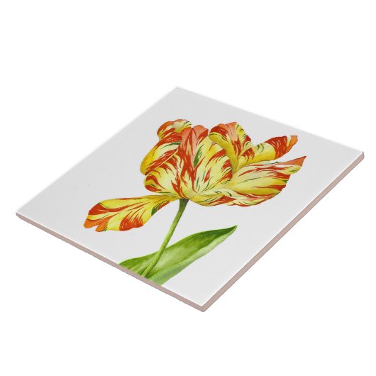 Fiery Tulip auf einer Keramik Fliese (Seite)