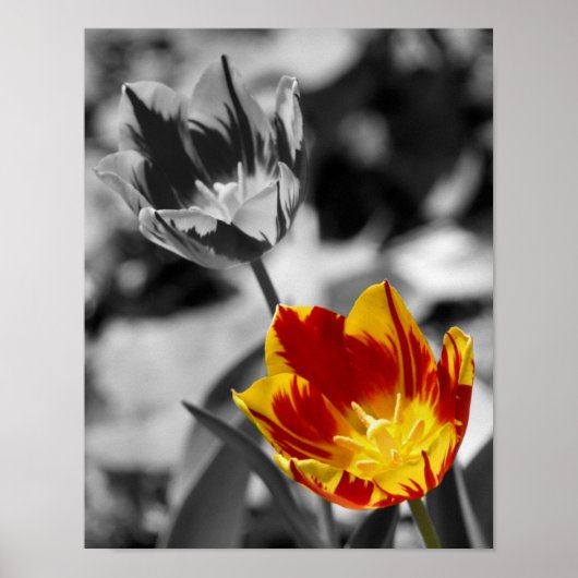 Fiery Tulip Blume Pair Partial Color Poster (Vorne)