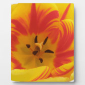 Fiery Tulip Plaque Fotoplatte (Vorderseite)