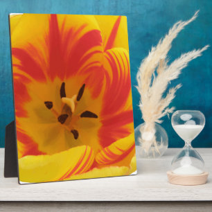 Fiery Tulip Plaque Fotoplatte