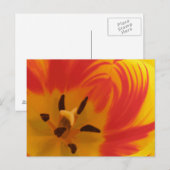 Fiery Tulip Postcard Postkarte (Vorne/Hinten)
