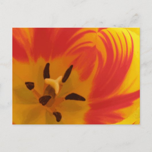 Fiery Tulip Postcard Postkarte (Vorderseite)