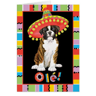 Fiesta Boxer
