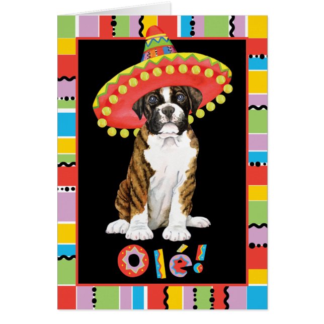 Fiesta Boxer (Vorne)