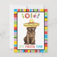 Fiesta Chocolate Labrador