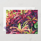 Fiesta of Color - Postcard Postkarte (Vorne/Hinten)