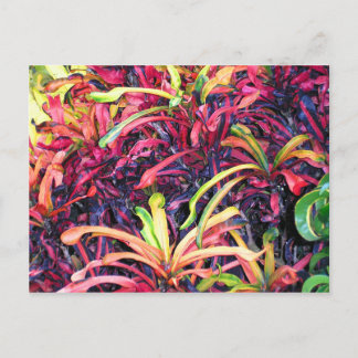 Fiesta of Color - Postcard Postkarte