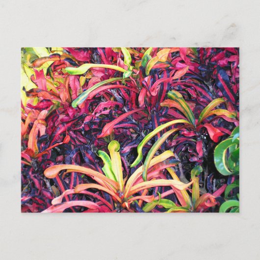 Fiesta of Color - Postcard Postkarte (Vorderseite)