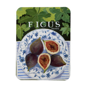 Fieus Magnet