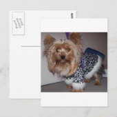 "Fifi" die Yorkie! Postkarte (Vorne/Hinten)