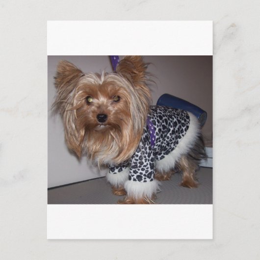 "Fifi" die Yorkie! Postkarte (Vorderseite)
