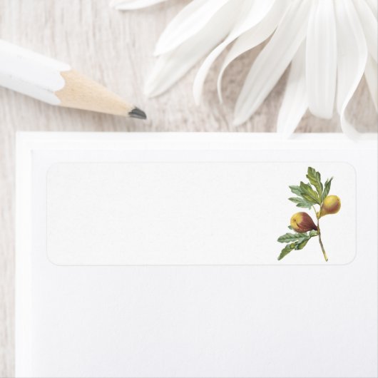 fig(Ficus violacea) von Redouté (Insitu)