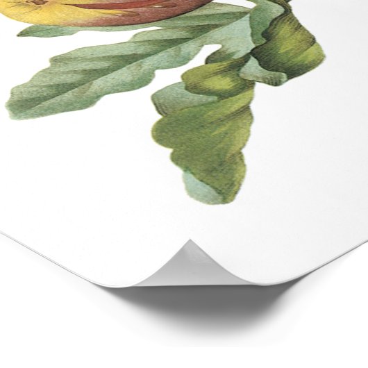 fig(Ficus violacea) von Redouté Poster (Ecke)