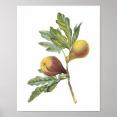 fig(Ficus violacea) von Redouté Poster (Vorne)