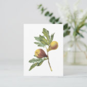fig(Ficus violacea) von Redouté Postkarte (Stehend Vorderseite)