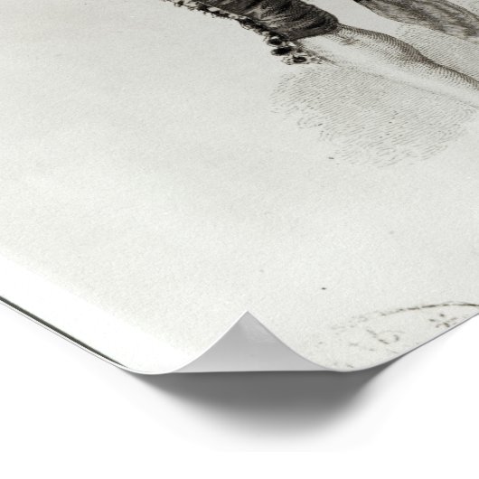 Figaro Poster (Ecke)