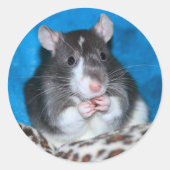 Figaro Rattie 3" Aufkleber (Vorderseite)