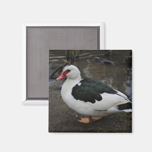 Figgy Magnet (Vorderseite/Rückseite)