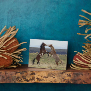 Fighting Stallions, Steens Mountains, Oregon Fotoplatte