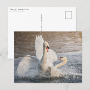 Fighting Swans Nature Photo Postkarte