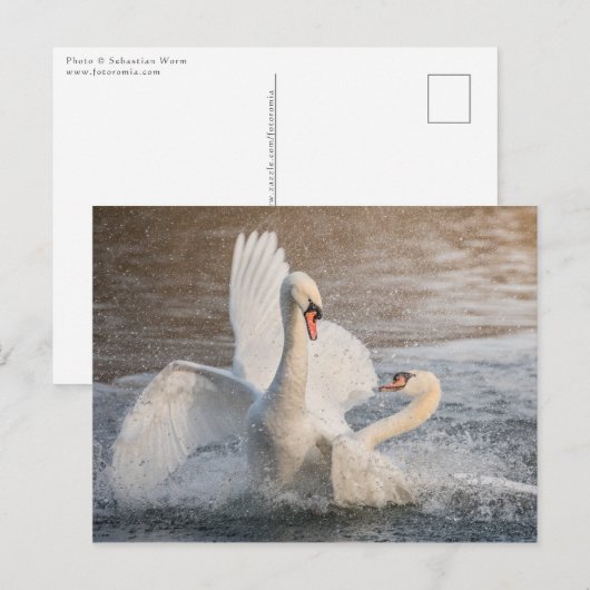 Fighting Swans Nature Photo Postkarte (Vorne/Hinten)