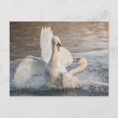 Fighting Swans Nature Photo Postkarte (Vorderseite)