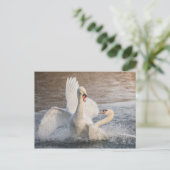 Fighting Swans Nature Photo Postkarte (Stehend Vorderseite)