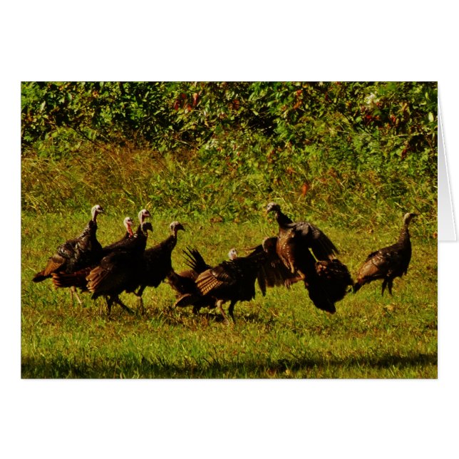Fighting Wild Turkeys in the Smoky Mountains (Vorderseite (Horizontal))