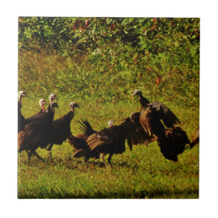 Fighting Wild Turkeys in the Smoky Mountains Fliese