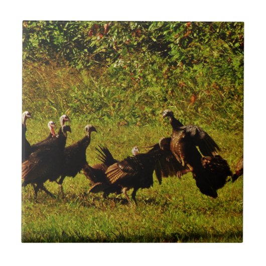 Fighting Wild Turkeys in the Smoky Mountains Fliese (Vorderseite)