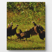 Fighting Wild Turkeys in the Smoky Mountains Fotoplatte (Vorderseite)