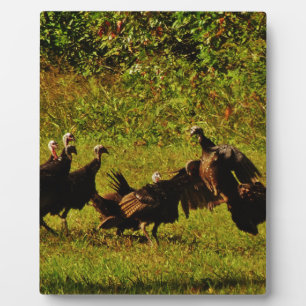 Fighting Wild Turkeys in the Smoky Mountains Fotoplatte