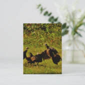 Fighting Wild Turkeys in the Smoky Mountains Postkarte (Stehend Vorderseite)