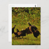 Fighting Wild Turkeys in the Smoky Mountains Postkarte (Vorne/Hinten)