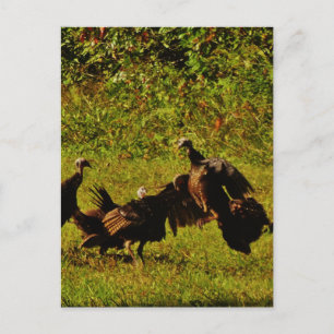 Fighting Wild Turkeys in the Smoky Mountains Postkarte