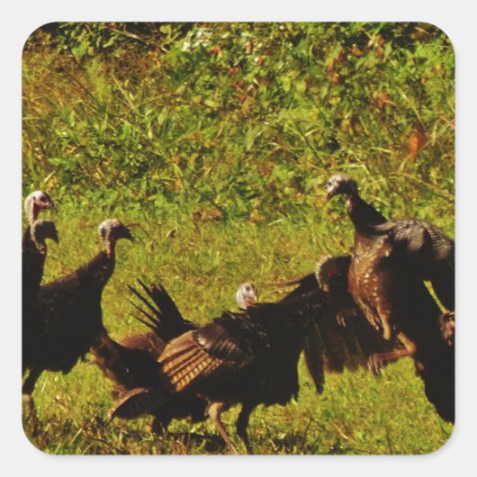 Fighting Wild Turkeys in the Smoky Mountains Quadratischer Aufkleber (Vorderseite)