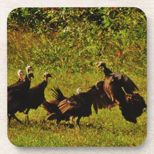 Fighting Wild Turkeys in the Smoky Mountains Untersetzer (Vorderseite)