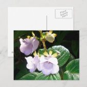 Fiji Lila Orchid Postkarte (Vorne/Hinten)