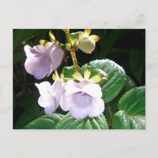 Fiji Lila Orchid Postkarte