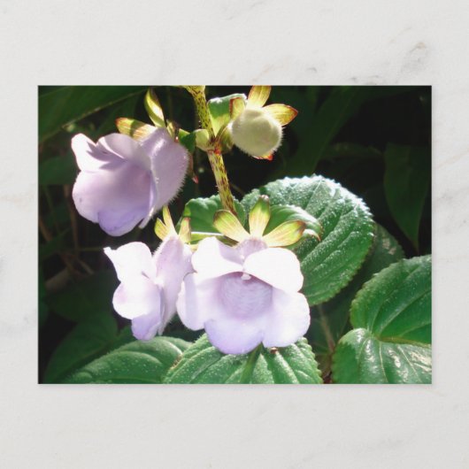 Fiji Lila Orchid Postkarte (Vorderseite)