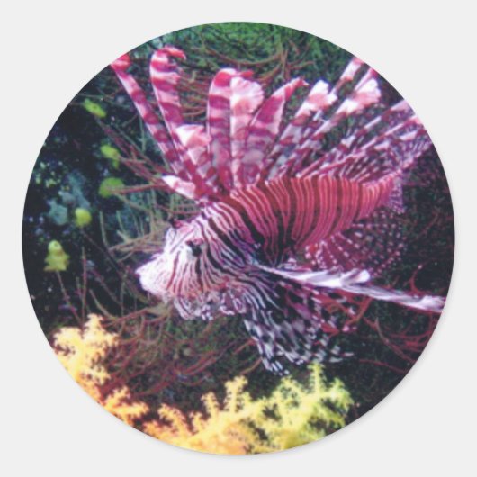 Fiji Lion Runder Aufkleber (Vorderseite)